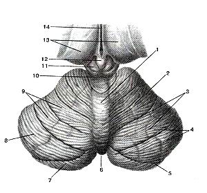  
  Рис. 352. Мозжечок (cerebellum). Вид сверху. 1-червь мозжечка; 2-полушарие мозжечка; 
  3-щели (борозды) мозжечка; 4-листки мозжечка; 5-горизонтальная шель; 6-задняя 
  вырезка мозжечка; 7-нижняя полулунная долька; 8-верхняя полулунная долька; 9-четырехугольная 
  долька; 10-нижние холмики крыши среднего мозга; 11-верхний холмик; 12-эпифиз; 
  (3-тала-мусы; 14-третий желудочек.
  Fig. 352. Мозжечок. Вид сверху.
  1-vermis cerebelli; 2-hemispherium cerebelli; 3-fissurae cerebelli; 4-folia 
  cerebelli; 5-fissura horizontalis; 6-incisura cerebelli posterior; 7-lobulus 
  semilunaris inferior; 8-lobulus semilunaris superior; 9-lobulus quadrangularis; 
  10-coliculus interior (menescephalici); 11-coliculis superior; I2-epiphysis; 
  13-thalami; 14-ventriculus tertius.
  Fig. 352. Cerebellum. Superior aspect.
  I-vermis of cerebellum; 2-hemisphere of cerebellum; 3-cerebellar fissures; 4-folia 
  of cerebellum; 5-horizontal fissure; 6-posterior incisure of cerebellum; 7-inferior 
  semilunar lobule; 8-superior semilunar lobule; 9-quadrangular lobule; 10-inferior 
  colliculus of midbrain; II-superior colliculus (of midbrain); 12-pineal body; 
  13-thalamuses; 14-third ventricle.